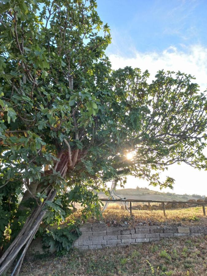 Agriturismo Podere Cherzo Cinigiano Eksteriør bilde